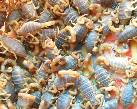 冬季蝎子怎么養(yǎng)殖?